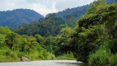 Sekitar 2.000 Hektare Hutan Aceh Rusak Akibat Kegiatan Tambang Emas Ilegal