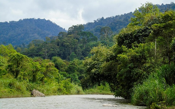 Sekitar 2.000 Hektare Hutan Aceh Rusak Akibat Kegiatan Tambang Emas Ilegal