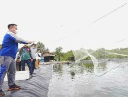 Bupati Nizar Ikut Panen Udang Vanamei di Desa Resang