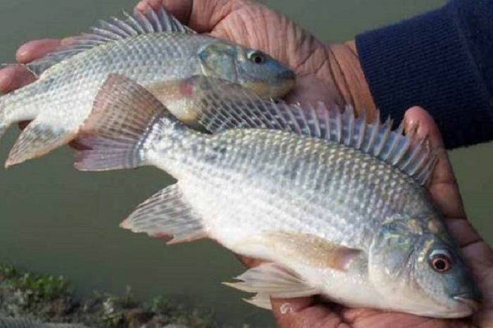 Ikan Nila Indonesia Jadi Primadona Produk Perikanan di Pasar Dunia