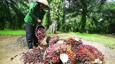 Anjlok 70% Harga TBS Sawit, Apkasindo Minta Presiden Jokowi Lindungi 16 Juta Petani Sawit