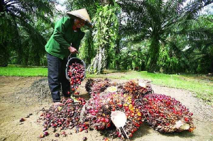 Anjlok 70% Harga TBS Sawit, Apkasindo Minta Presiden Jokowi Lindungi 16 Juta Petani Sawit