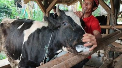 Cerita Peternak Terdampak PMK, Dari yang Keguguran hingga Terpaksa Dipotong