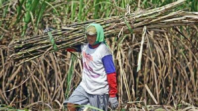 PTPN Group Siap Beli Gula Kristal Putih Dari Petani Rp 11.500 per kilogram