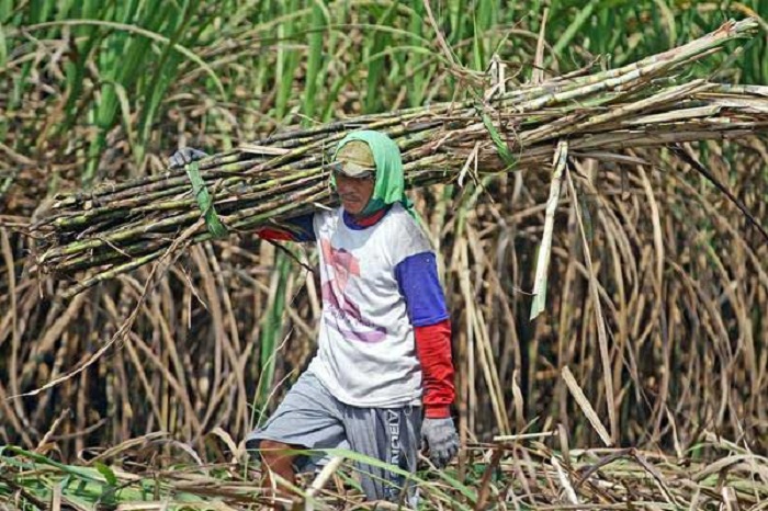 PTPN Group Siap Beli Gula Kristal Putih Dari Petani Rp 11.500 per kilogram