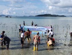 Lestarikan Alam, Lanal Tarempa Tanam Magrove Bersama Masyarakat