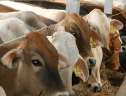DP3 Anambas Pastikan Stok Sapi Qurban Idul Adha Cukup