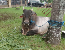 Presiden Jokowi Berikan Sapi Kurban Ke 34 Provinsi, Dijamin Bebas PMK