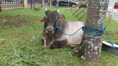 Presiden Jokowi Berikan Sapi Kurban Ke 34 Provinsi, Dijamin Bebas PMK