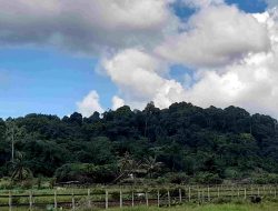 Pemdes Bukit Padi Siap Hibah Lahan Puluhan Hektare
