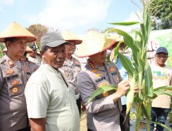 Kapolresta Tanjungpinang Panen Raya Jagung Bersama Kelompok Tani Maju Sejati
