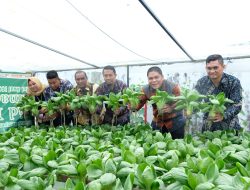 Berkah Ramadhan, Rutan Tanjungpinang Panen Sayur Pakcoy, Bagikan ke Keluarga Warga Binaan