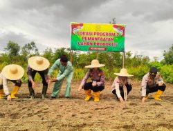 Kepolisian Bintan Gelar Penanaman Jagung Pipil untuk Dukung Program Asta Cita Pemanfaatan Lahan Produktif