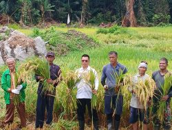 Panen Raya di Anambas, Bupati Aneng Dorong Kedaulatan Pangan dari Desa