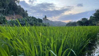 Pemdes Bukit Padi Siapkan Anggaran untuk Dukung Ketahanan Pangan