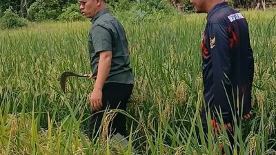 Bupati Anambas Aneng Turun ke Sawah, Dukung Program Ketahanan Pangan di Desa Rewak